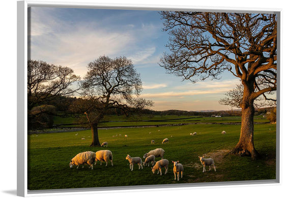 "Herd of Sheep Grazing in the Evening"