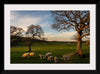 "Herd of Sheep Grazing in the Evening"