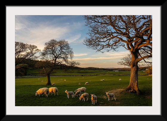 "Herd of Sheep Grazing in the Evening"