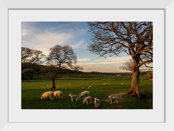 "Herd of Sheep Grazing in the Evening"