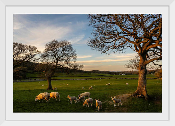 "Herd of Sheep Grazing in the Evening"