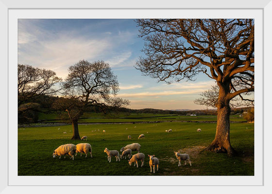 "Herd of Sheep Grazing in the Evening"
