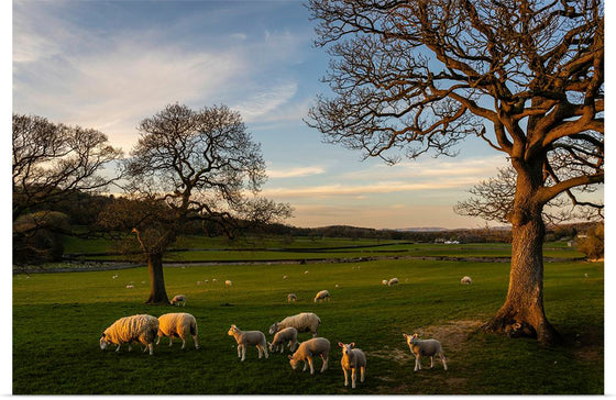 "Herd of Sheep Grazing in the Evening"