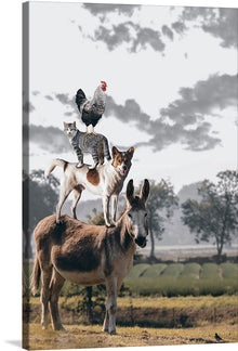  This delightful print, capturing an unlikely assembly of animals, is a charming addition to any space. Set against a backdrop of lush green fields and a sky painted with soft, billowing clouds, a donkey, a dog, a cat, and a rooster form an enchanting pyramid. Each animal, distinct and full of character, comes together to create an image that evokes warmth, harmony, and the simple joys found in unexpected friendships.