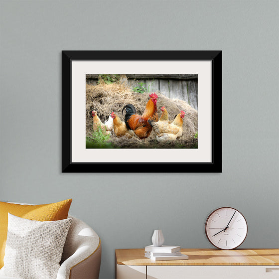 "Rooster and Chicks"