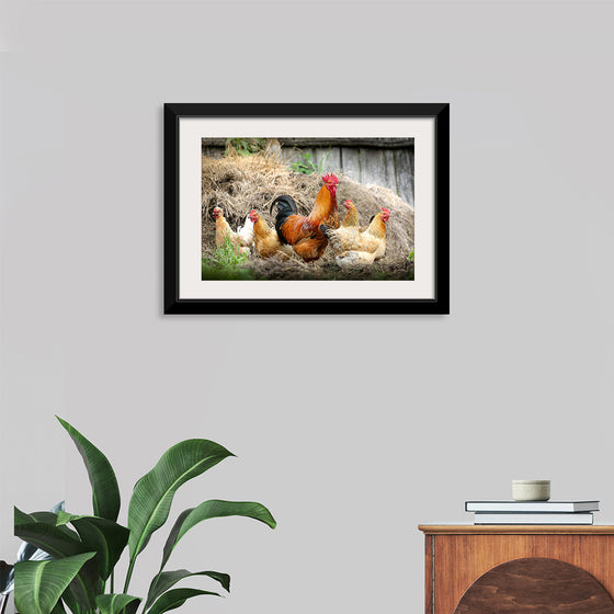 "Rooster and Chicks"