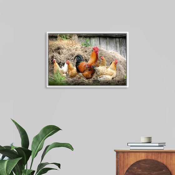 "Rooster and Chicks"