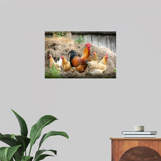 "Rooster and Chicks"