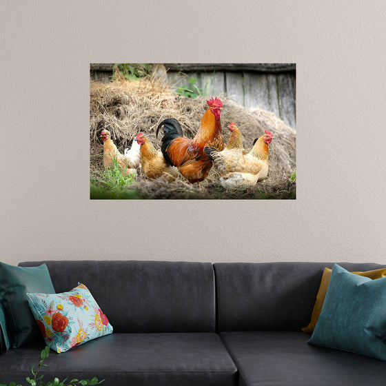 "Rooster and Chicks"