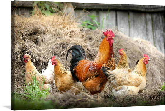 “Rooster and Chicks” is a captivating artwork that brings the rustic charm of the countryside into your space. This exquisite print captures a majestic rooster, adorned with vibrant hues of red and orange, as he watches over his brood of hens amidst the natural backdrop. The meticulous detail encapsulates the essence of rural life, offering a sense of peace and simplicity. 