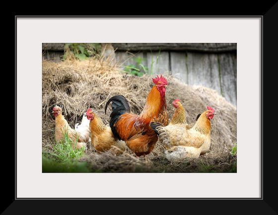 "Rooster and Chicks"