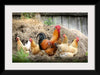 "Rooster and Chicks"