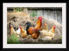 "Rooster and Chicks"