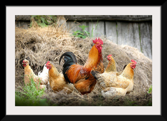 "Rooster and Chicks"