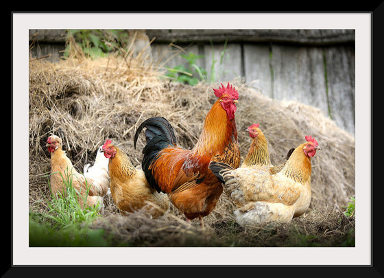 "Rooster and Chicks"