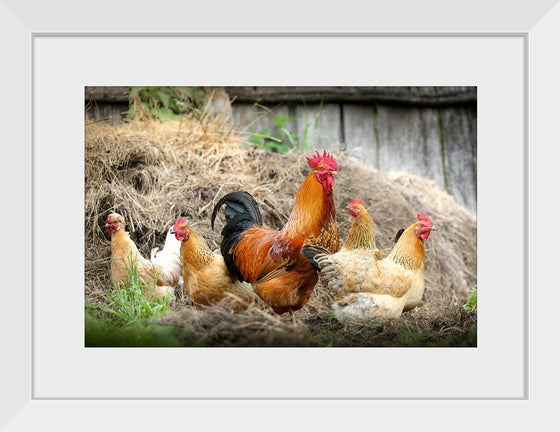 "Rooster and Chicks"