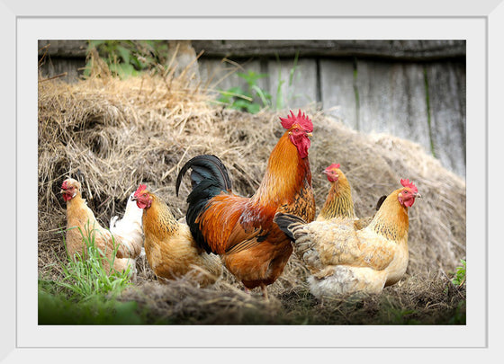 "Rooster and Chicks"