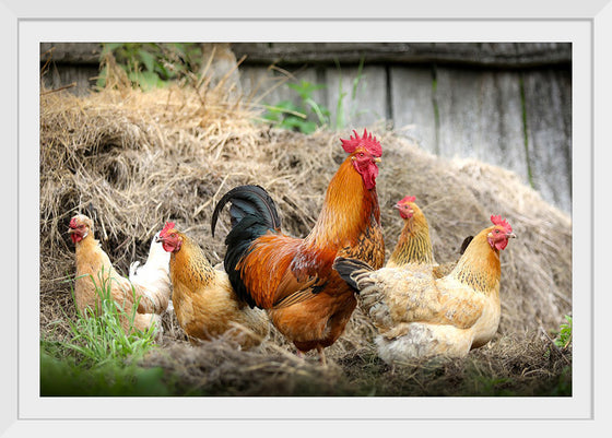 "Rooster and Chicks"