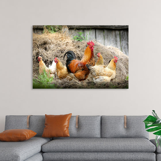 "Rooster and Chicks"