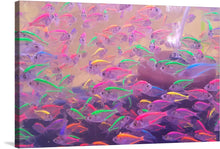  “The Pink Sea” invites you to a tranquil underwater haven—a limited edition print that captures the ethereal dance of vibrantly colored fish amidst serene waters. Each stroke, each hue, is a testament to nature’s palette, blending seamlessly to create a visual symphony.