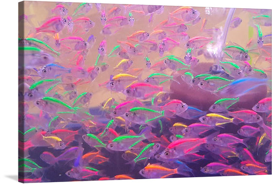 “The Pink Sea” invites you to a tranquil underwater haven—a limited edition print that captures the ethereal dance of vibrantly colored fish amidst serene waters. Each stroke, each hue, is a testament to nature’s palette, blending seamlessly to create a visual symphony.