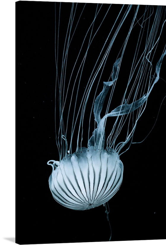 This stunning photograph titled “Jellyfish swimming” by Arushee Agrawal captures the beauty and grace of a jellyfish in motion. The jellyfish’s translucent and luminescent body is illuminated, revealing its intricate details. 