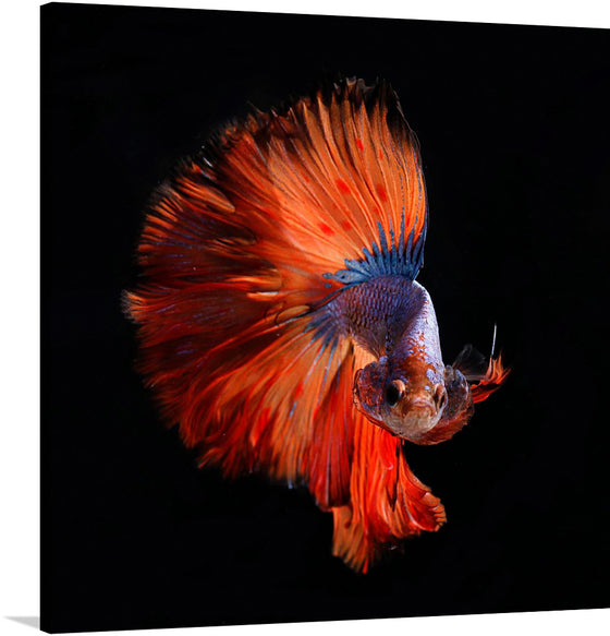 “Big tail” by Pietro Jeng is a stunning print of a Siamese fighting fish in all its glory. The vibrant colors and intricate details of the fish’s fins make this print a must-have for any art lover.
