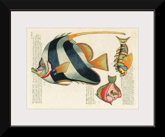 "Colorful and surreal illustrations of fishes found in Moluccas (Indonesia) and the East Indies",  Louis Renard