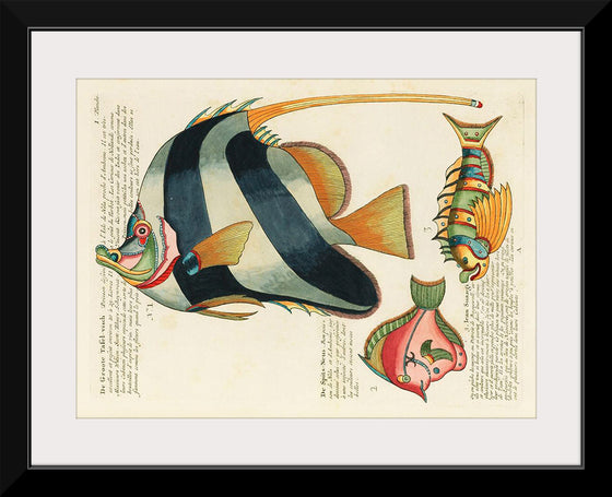 "Colorful and surreal illustrations of fishes found in Moluccas (Indonesia) and the East Indies",  Louis Renard