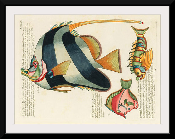 "Colorful and surreal illustrations of fishes found in Moluccas (Indonesia) and the East Indies",  Louis Renard