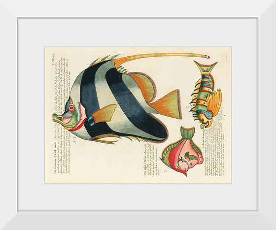 "Colorful and surreal illustrations of fishes found in Moluccas (Indonesia) and the East Indies",  Louis Renard