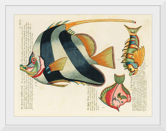 "Colorful and surreal illustrations of fishes found in Moluccas (Indonesia) and the East Indies",  Louis Renard