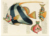 "Colorful and surreal illustrations of fishes found in Moluccas (Indonesia) and the East Indies",  Louis Renard