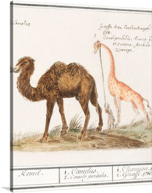  “Camel, Camelus ferus bactrianus and Giraffe, Giraffa” by Anselmus Boëtius de Boodt is a beautiful print that would make a great addition to any art collection. The print features a camel and a giraffe in a natural setting, drawn in a detailed and realistic style. The camel is brown in color and has two humps, while the giraffe is orange in color and has a long neck.