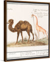 "Camel, Camelus ferus bactrianus and Giraffe, Giraffa", Anselmus Boëtius de Boodt
