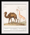 "Camel, Camelus ferus bactrianus and Giraffe, Giraffa", Anselmus Boëtius de Boodt