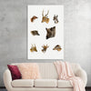 "Wildlife Lithographs Collection", Richard Lydekker