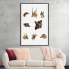 "Wildlife Lithographs Collection", Richard Lydekker