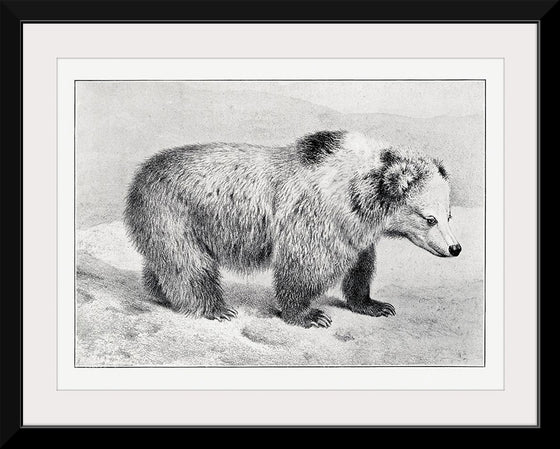 "Bear", Richard Lydekker
