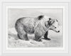 "Bear", Richard Lydekker