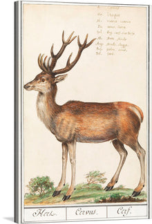  “Deer, Cervidae” is a beautiful print of a deer in its natural habitat by Anselmus Boëtius de Boodt. The print is a perfect addition to any nature lover’s collection.
