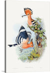 “Heliomaster Angelae” is an exquisite print that captures a serene moment in nature. It features two beautifully illustrated birds, one perched on a branch with ripe figs and the other captured mid-flight. The soft oranges, blacks, whites, and greens of the birds harmoniously blend against a minimalist background, highlighting their natural beauty. 