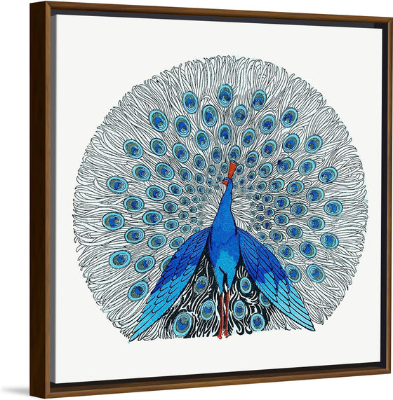 "Peacock"