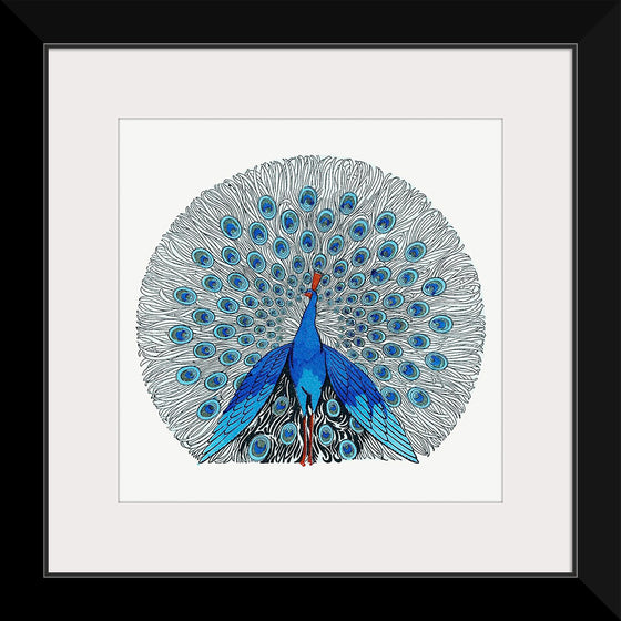 "Peacock"