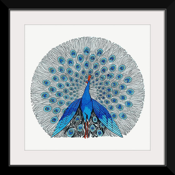 "Peacock"