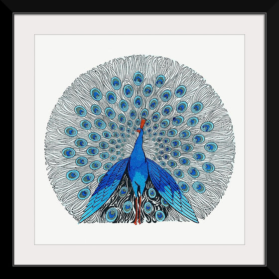 "Peacock"