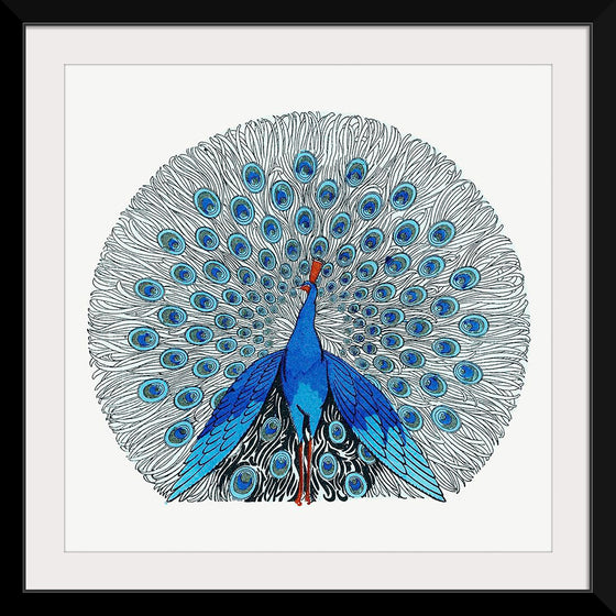 "Peacock"