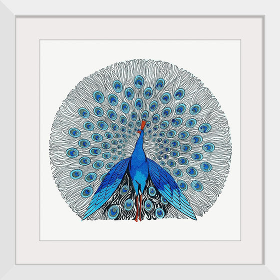 "Peacock"