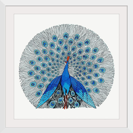 "Peacock"