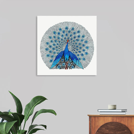 "Peacock"